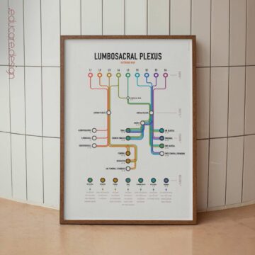 Lumbosacral Plexus Network Map