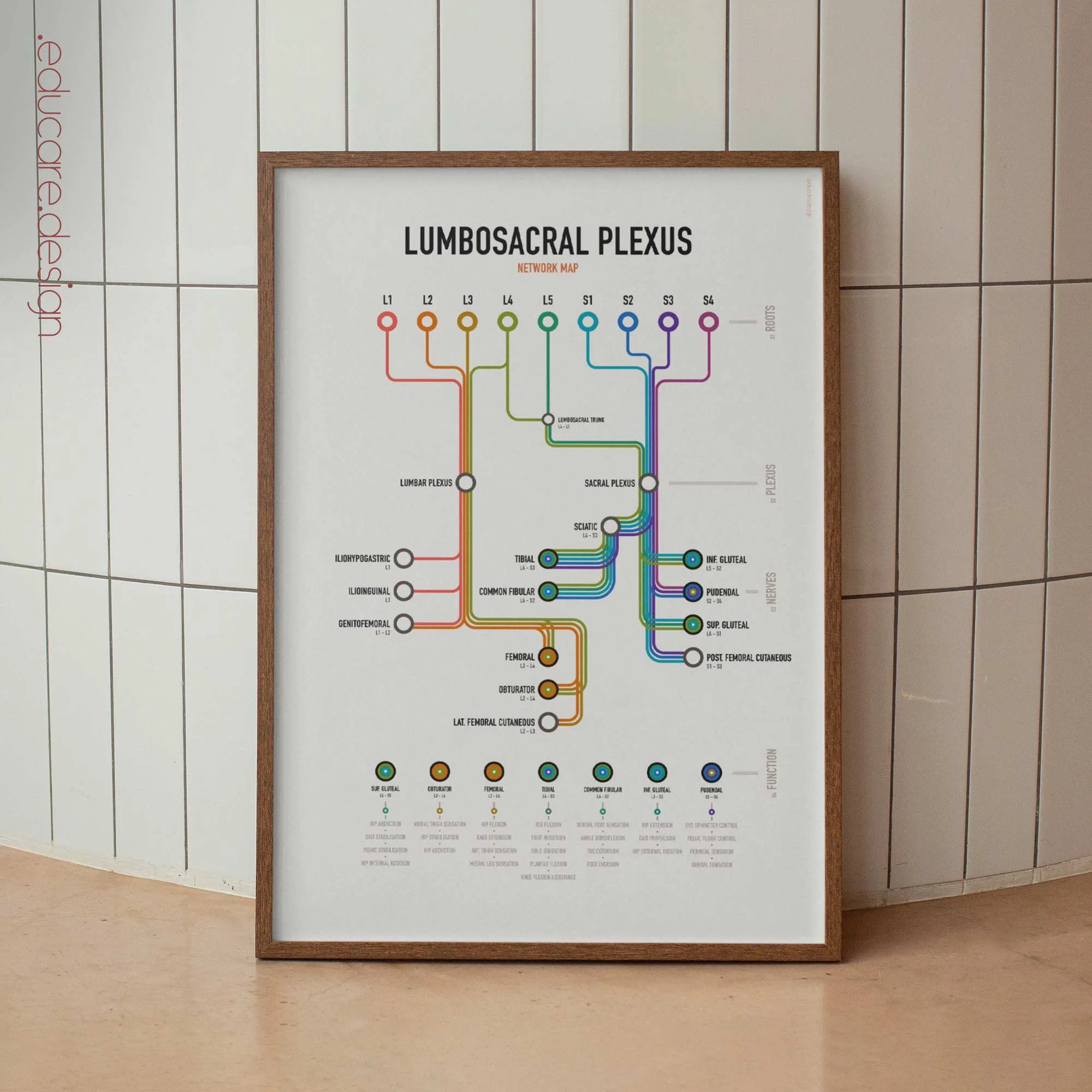 Lumbosacral Plexus Network Map anatomy chart for clinics