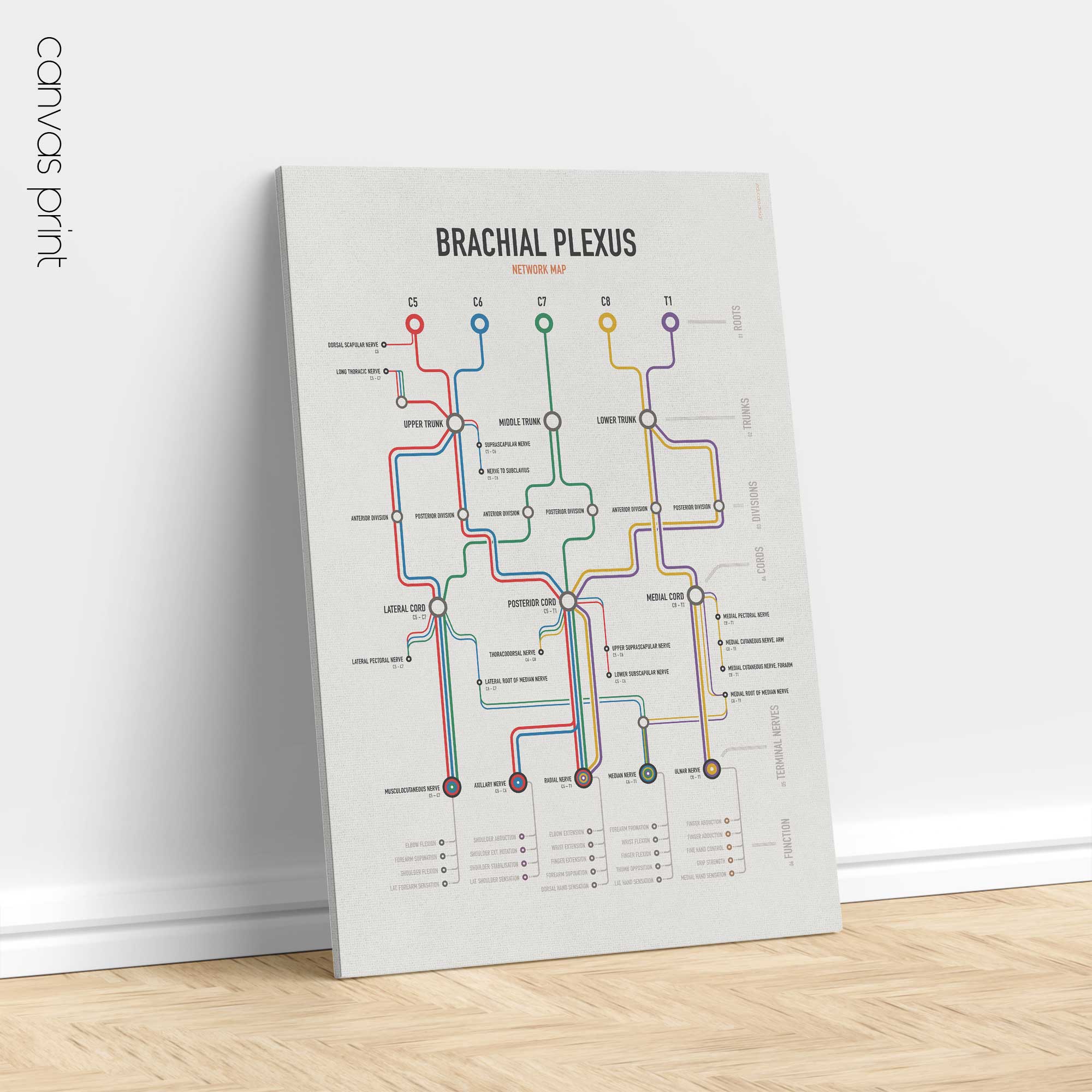 Brachial Plexus Network Map anatomy chart for clinics