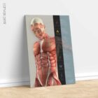 Key Functions of Skeletal Muscle anatomy chart for clinics