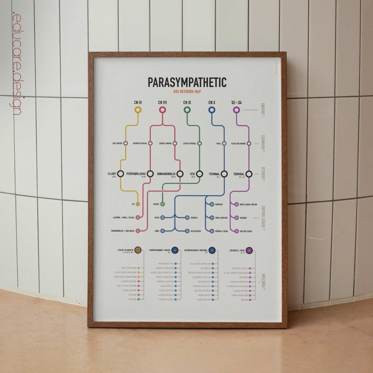 Parasympathetic ANS Network Maps