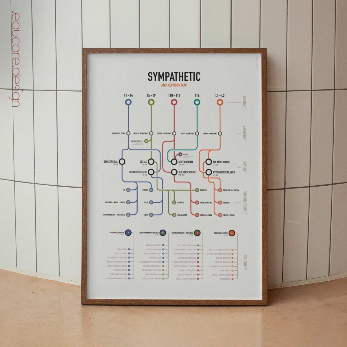 Sympathetic ANS Network Maps