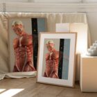 Key Functions of Skeletal Muscle anatomy chart for clinics