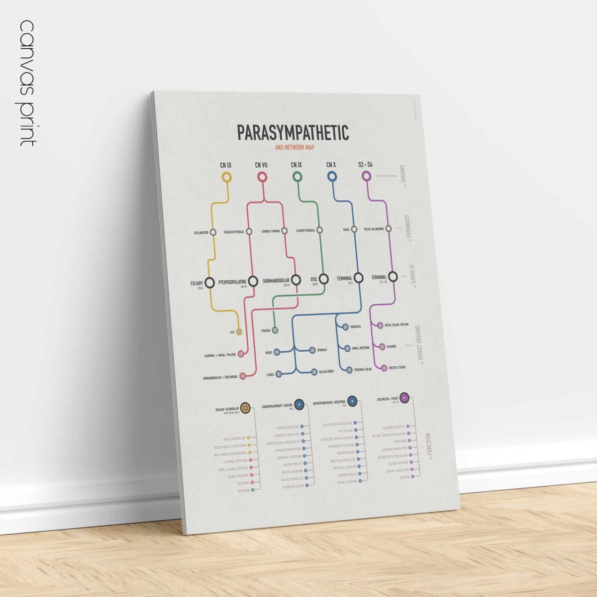 Parasympathetic ANS Network Maps