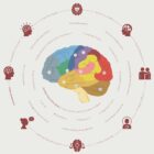 Cognitive Change and Decline anatomy chart for clinics