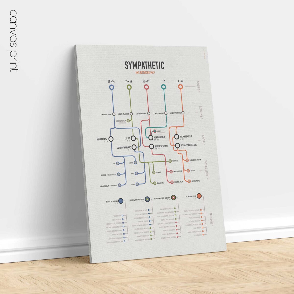 Sympathetic ANS Network Maps