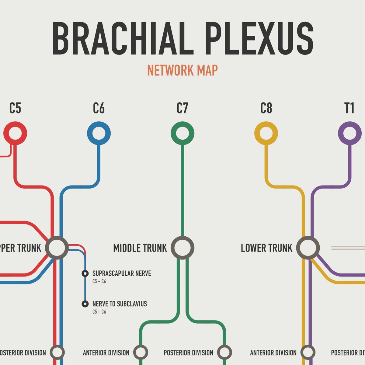 Netzwerkkarte des Plexus Brachialis