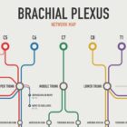Brachial Plexus Network Map anatomy chart for clinics