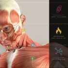 Key Functions of Skeletal Muscle anatomy chart for clinics