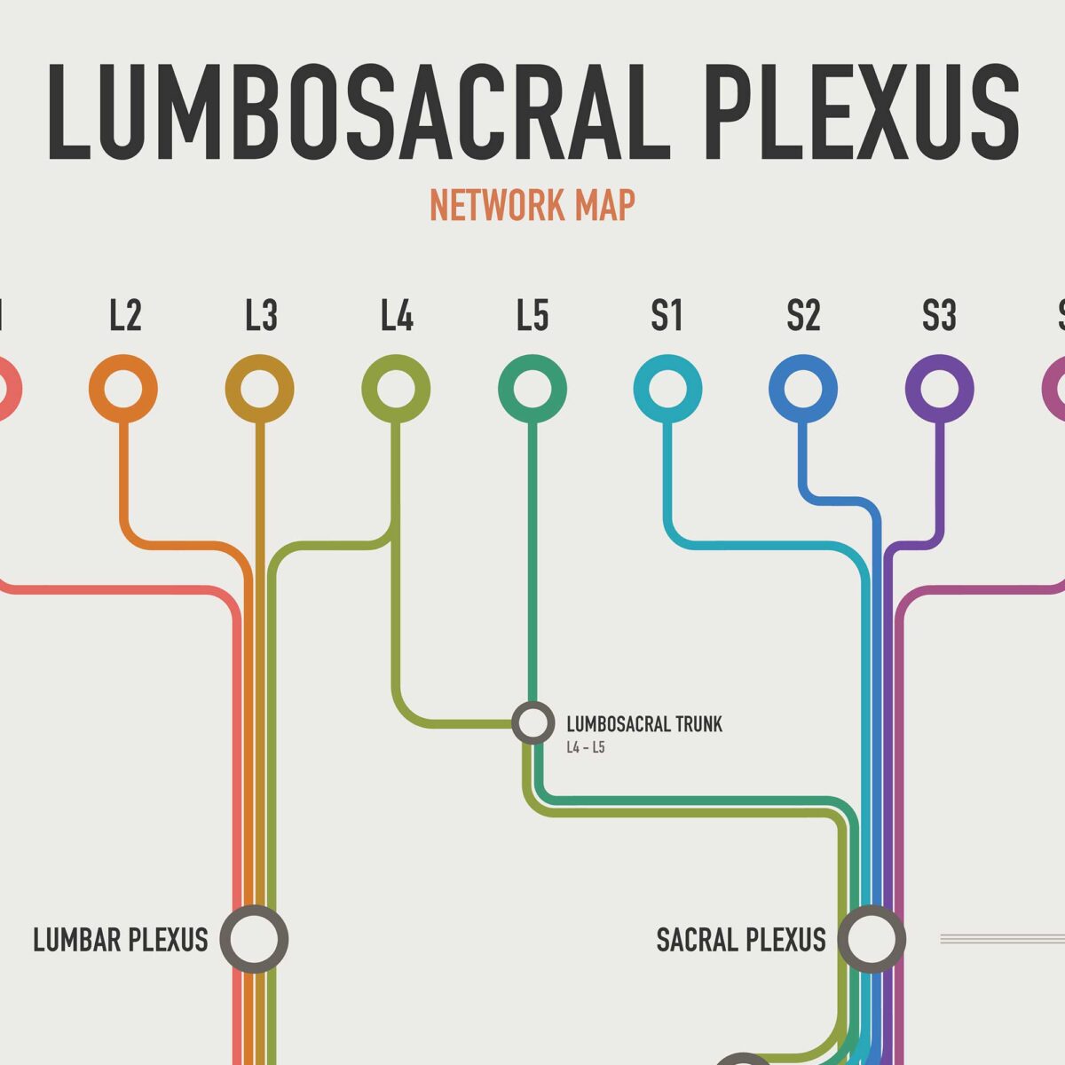 Carte Réseau du Plexus Lombo-sacré