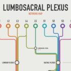 Lumbosacral Plexus Network Map anatomy chart for clinics