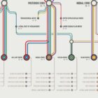 Brachial Plexus Network Map anatomy chart for clinics