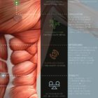 Key Functions of Skeletal Muscle anatomy chart for clinics