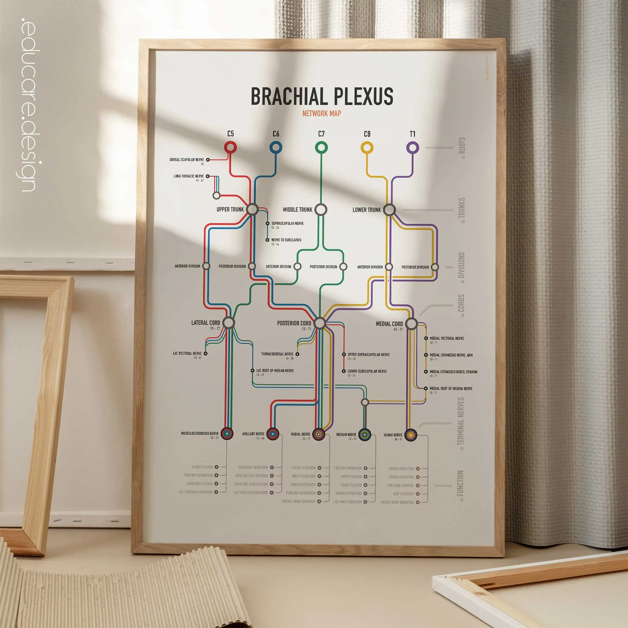 Brachial Plexus Network Map