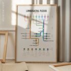 Lumbosacral Plexus Network Map anatomy chart for clinics