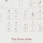 Complete Bone Atlas anatomy chart for clinics