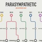 ANS Network Map Set anatomy chart for clinics ANS Network Map Set anatomy chart for clinics