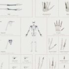 Complete Bone Atlas anatomy chart for clinics