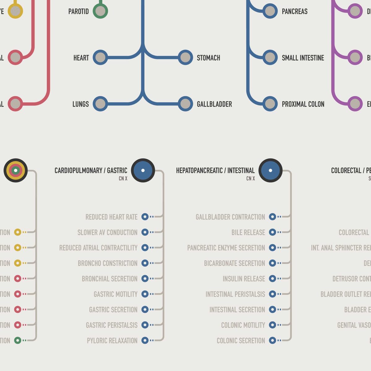 Parasympathetic ANS Network Maps