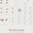 Complete Bone Atlas anatomy chart for clinics