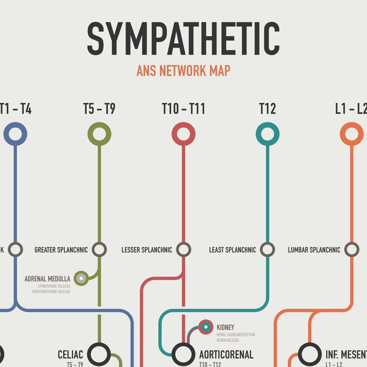 Sympathetic ANS Network Maps
