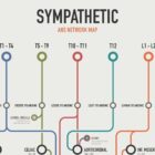 ANS Network Map Set anatomy chart for clinics ANS Network Map Set anatomy chart for clinics