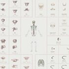 Complete Bone Atlas anatomy chart for clinics