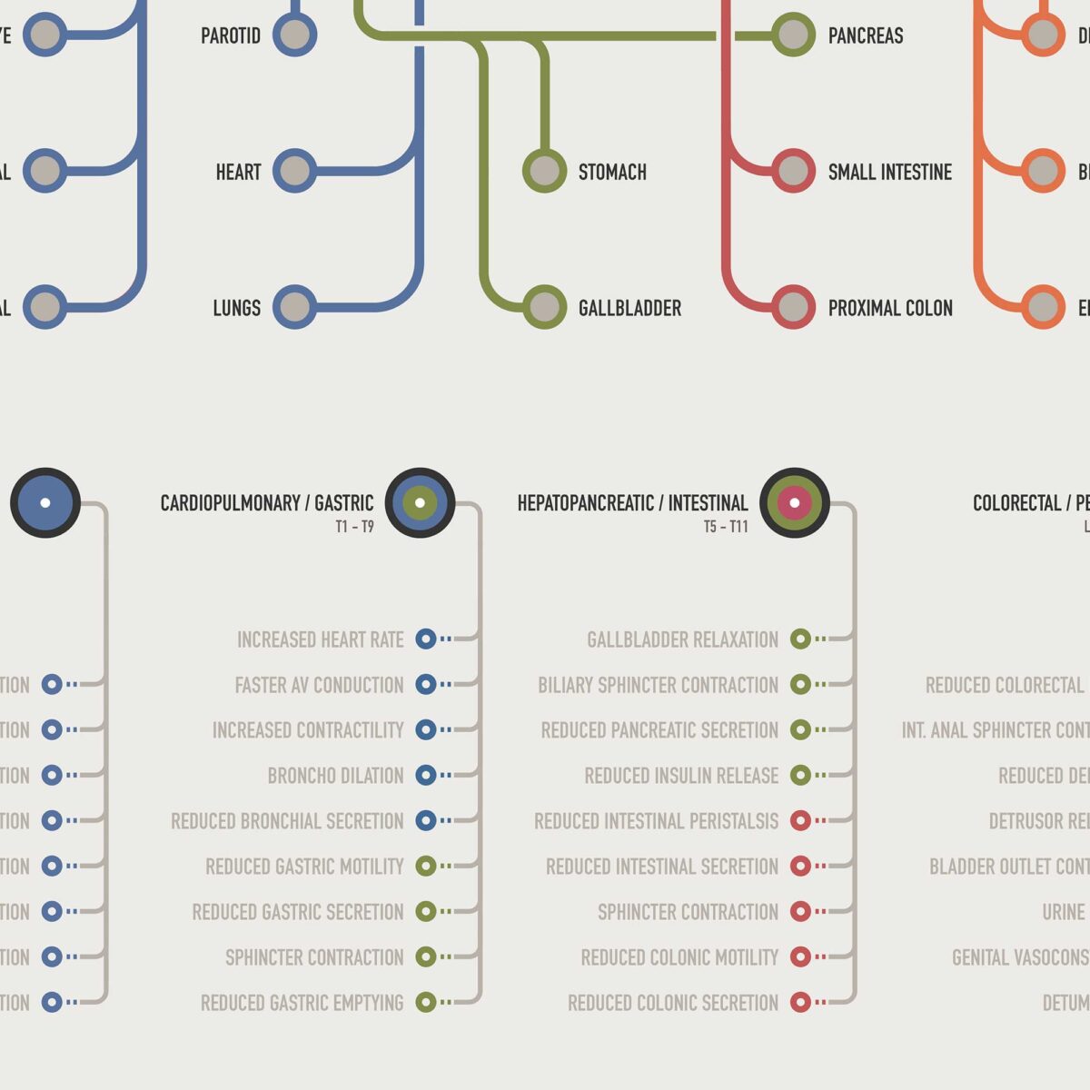 Sympathetic ANS Network Maps