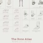 Complete Bone Atlas anatomy chart for clinics