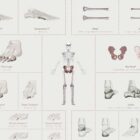 Complete Bone Atlas anatomy chart for clinics
