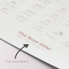 Complete Bone Atlas anatomy chart for clinics