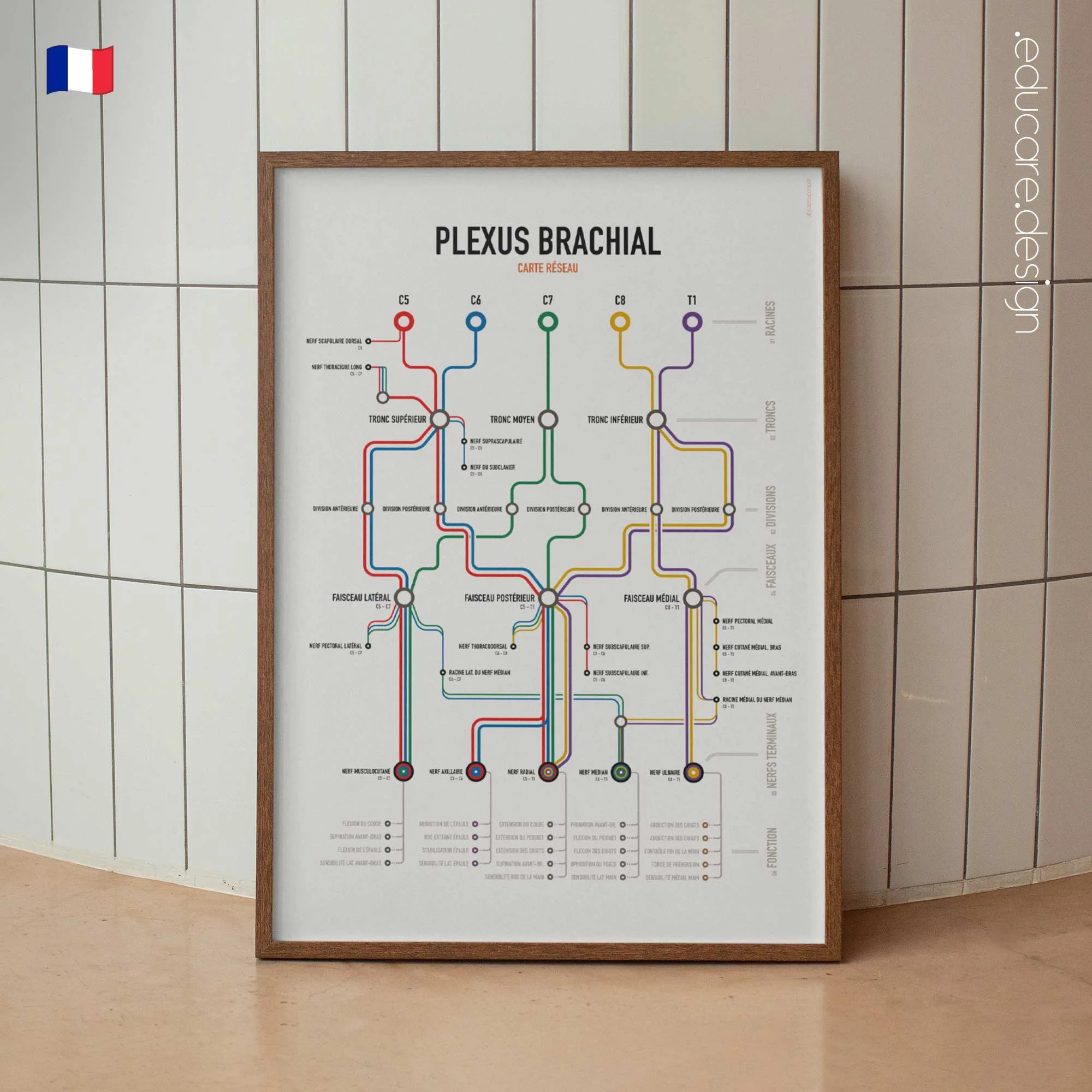 Carte Réseau du Plexus Brachial planche anatomique pour cabinets et cliniques
