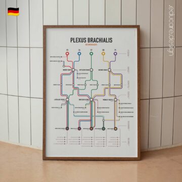 Netzwerkkarte des Plexus Brachialis