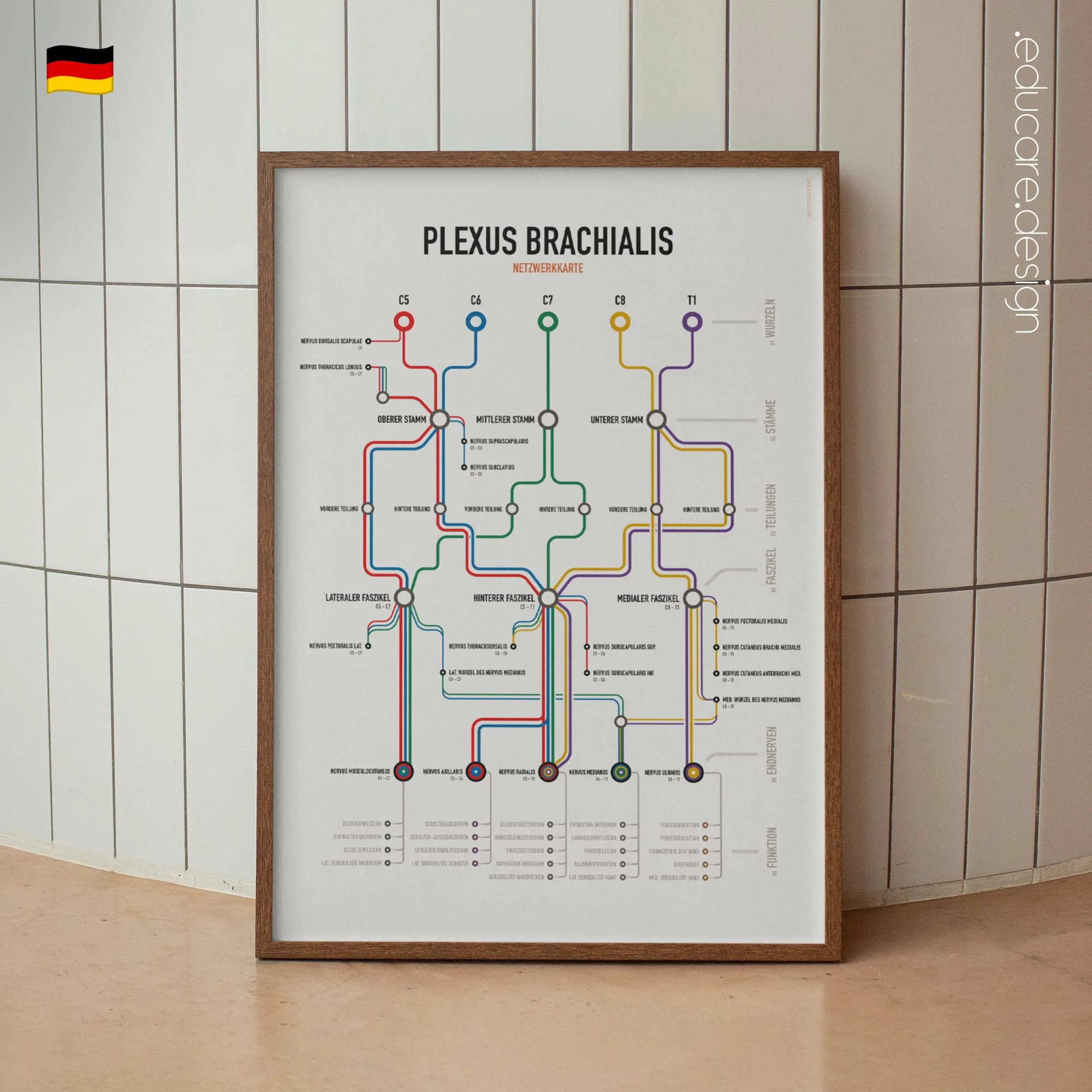 Netzwerkkarte des Plexus Brachialis Anatomie-Chart für Praxen und Kliniken