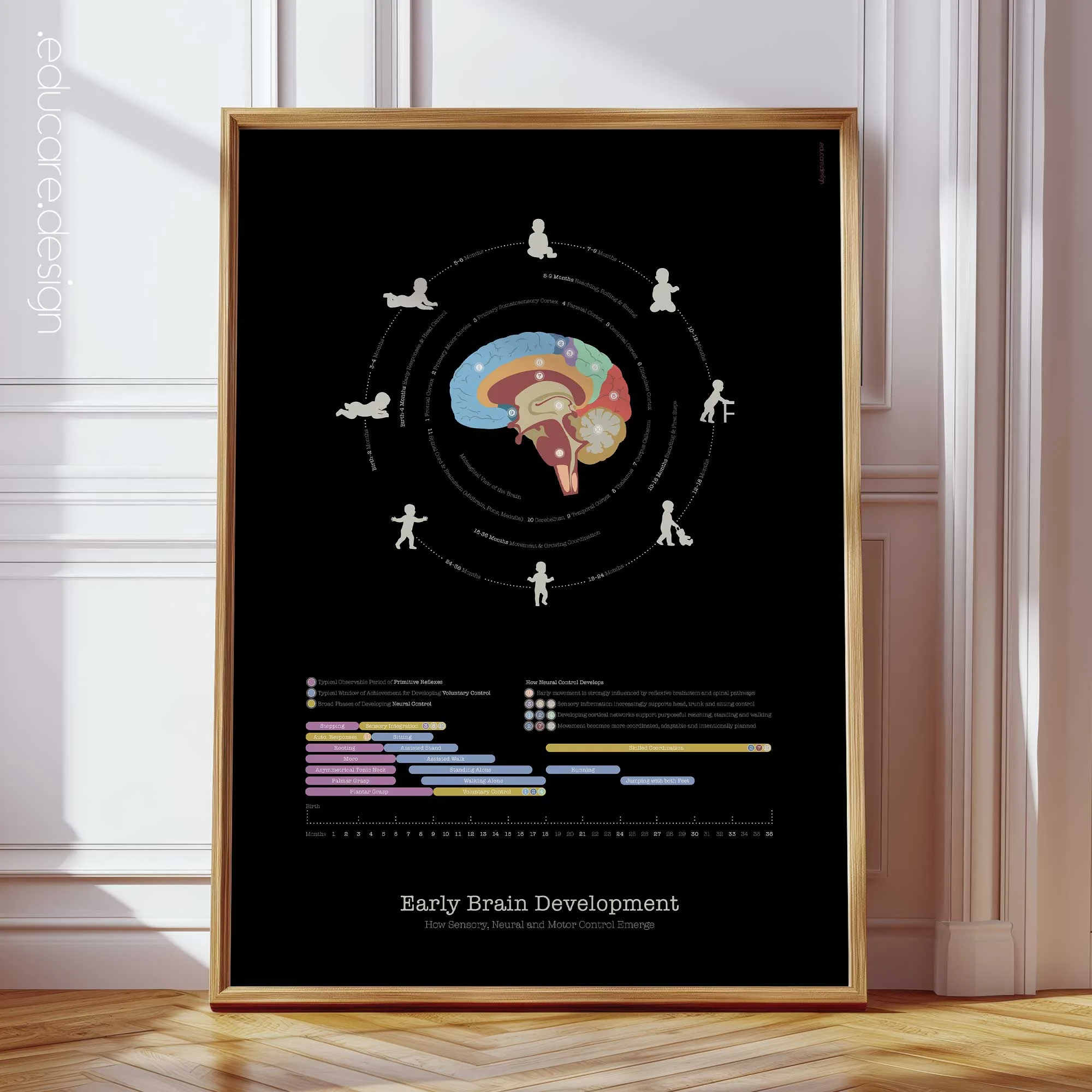 Lámina de Desarrollo Cerebral Temprano | Reflejos e Hitos Motores