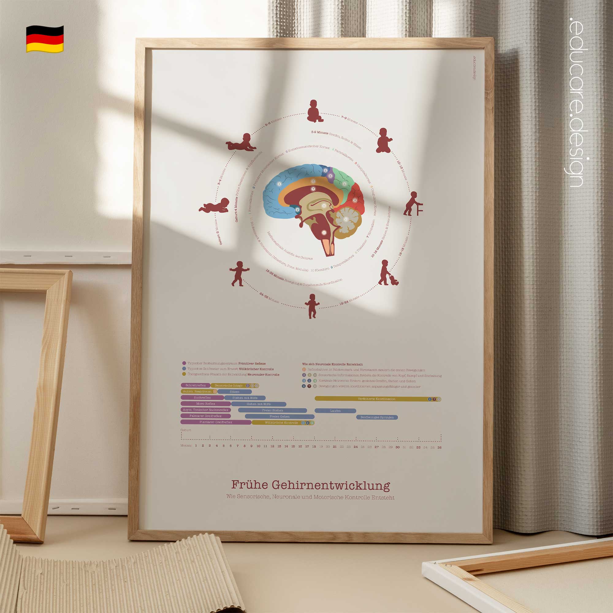 Frühe Gehirnentwicklung Anatomie-Chart für Praxen und Kliniken