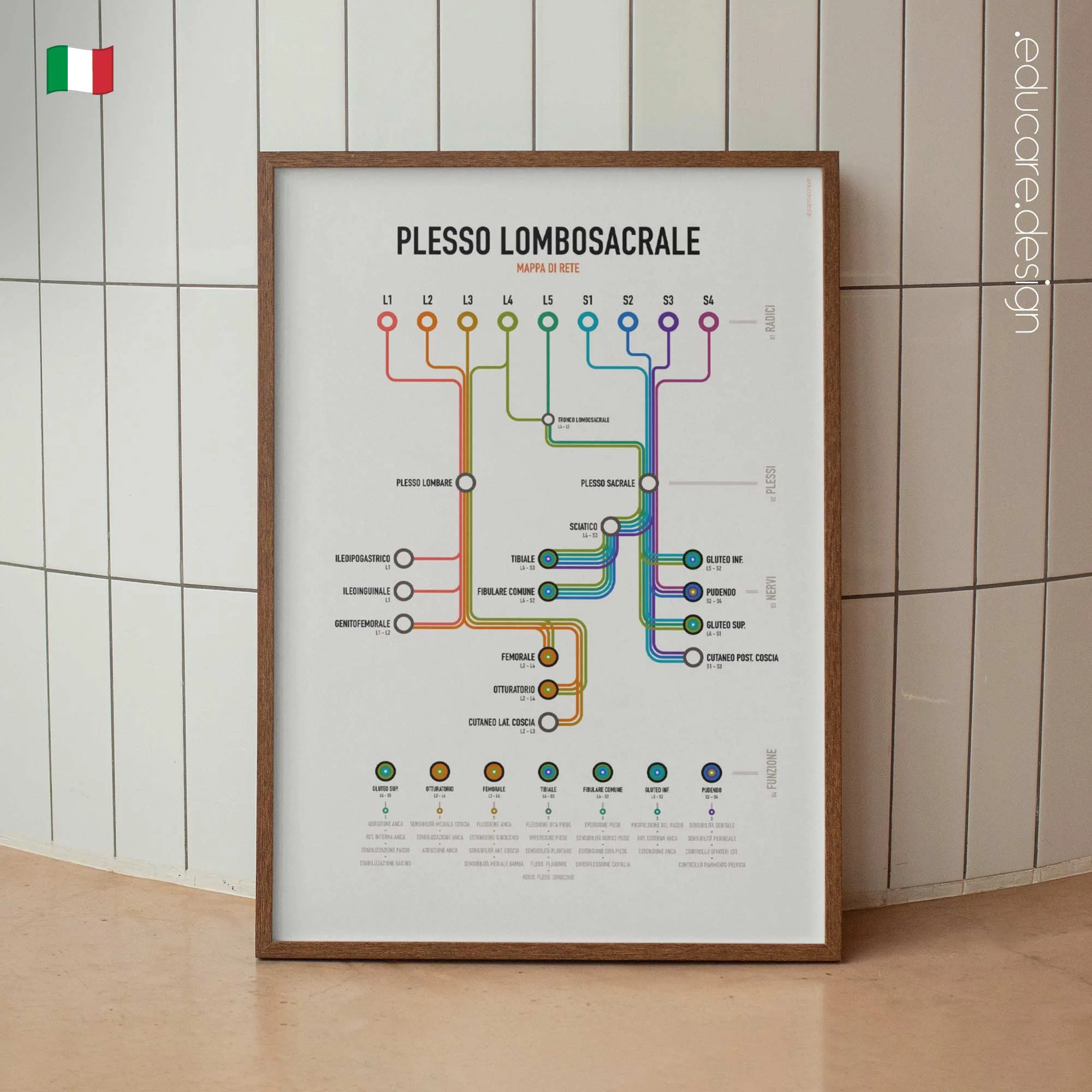 Mappa di Rete del Plesso Lombosacrale tavola anatomica per studi e cliniche Mappa di Rete del Plesso Lombosacrale tavola anatomica per studi e cliniche