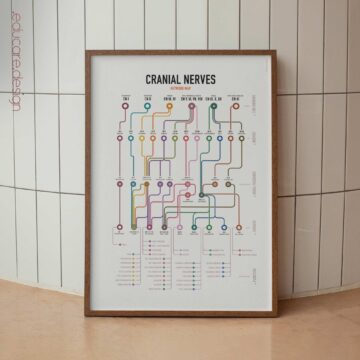 Cranial Nerves Network Map