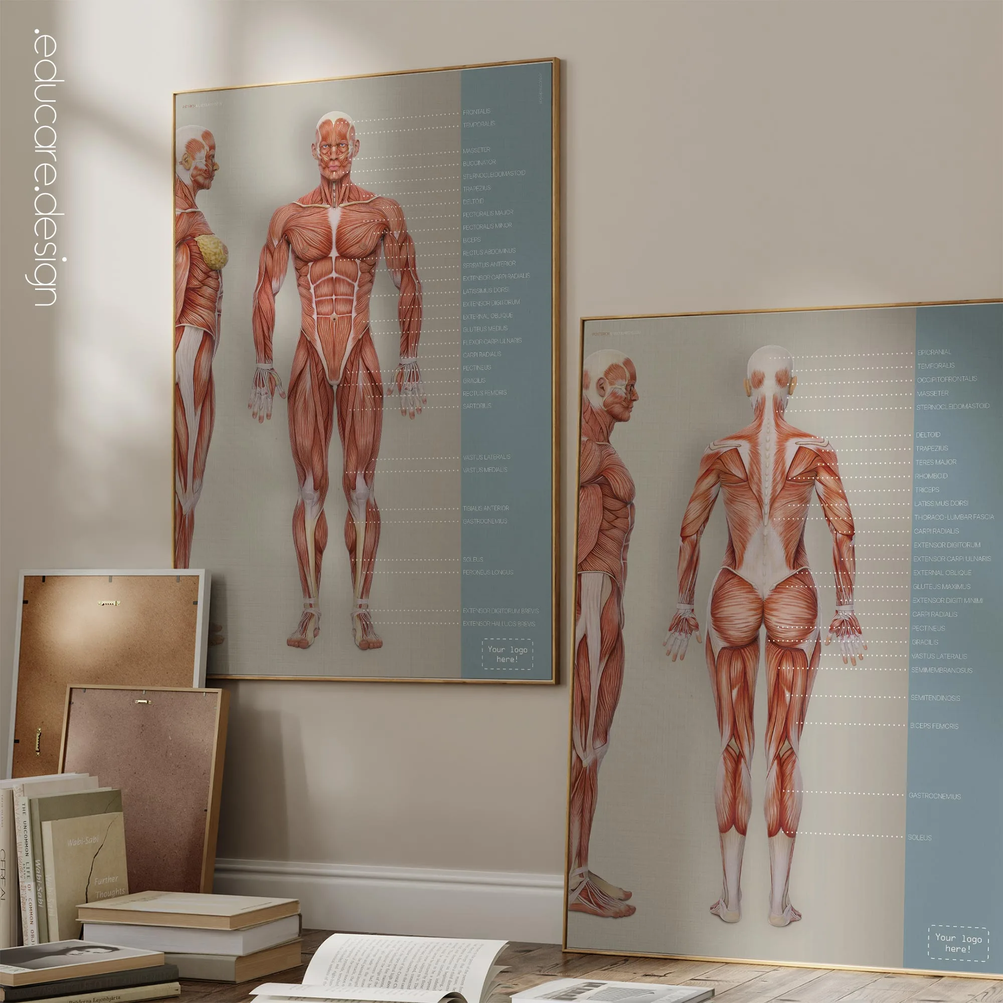 Muscular System Set anatomy chart for clinics