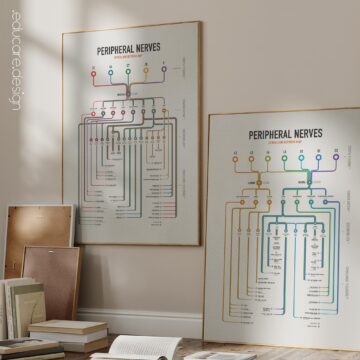 Peripheral Nerves Set