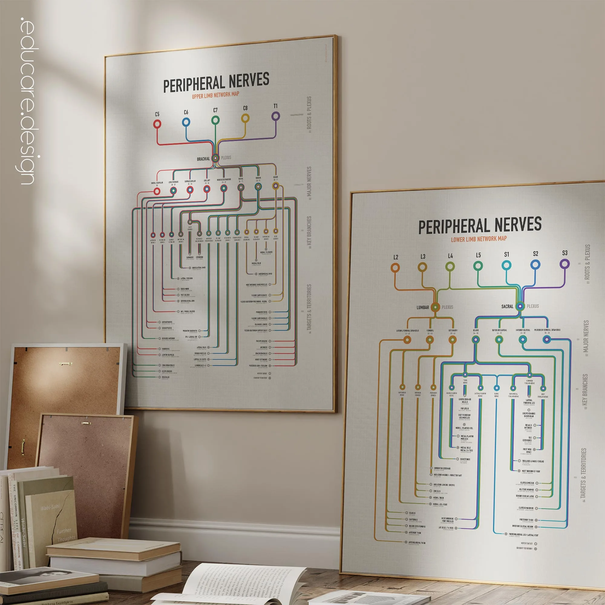 Peripheral Nerves Set anatomy chart for clinics