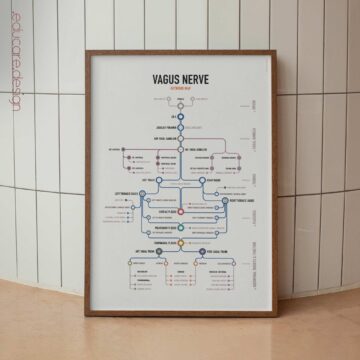 Vagus Nerve Network Map