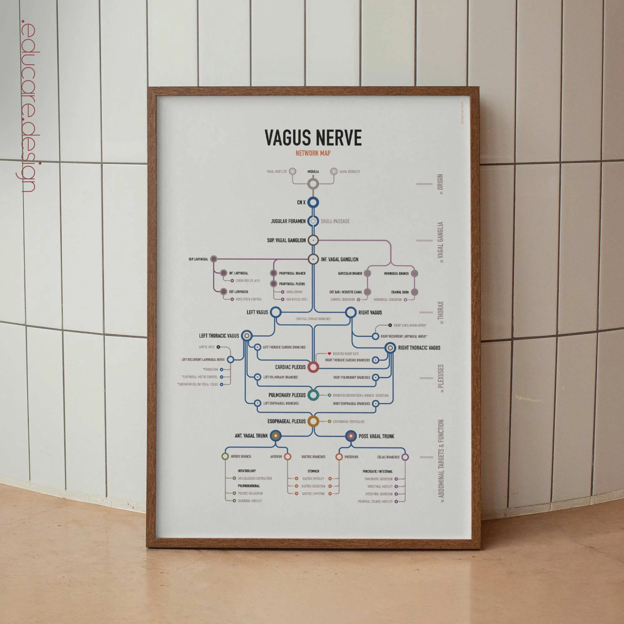 Vagus Nerve Network Map anatomy chart for clinics Vagus Nerve Network Map anatomy chart for clinics