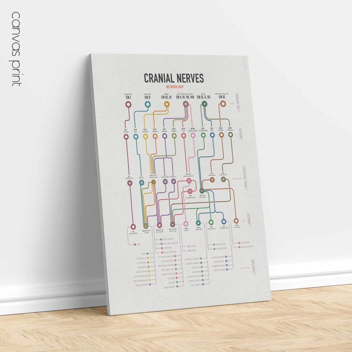 Cranial Nerves Network Map
