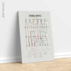 Cranial Nerves Network Map anatomy chart for clinics Cranial Nerves Network Map anatomy chart for clinics