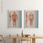 Anterior Muscular System anatomy chart for clinics