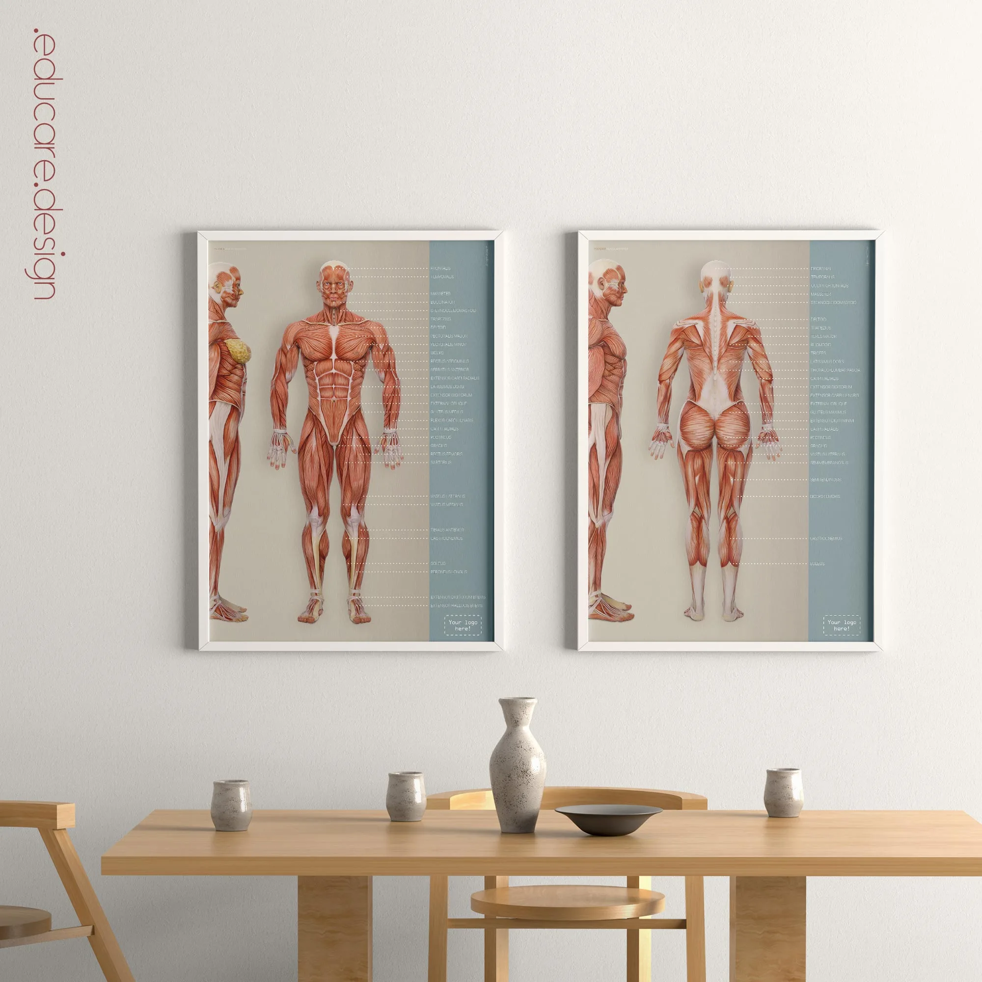 Anterior Muscular System anatomy chart for clinics Anterior Muscular System anatomy chart for clinics