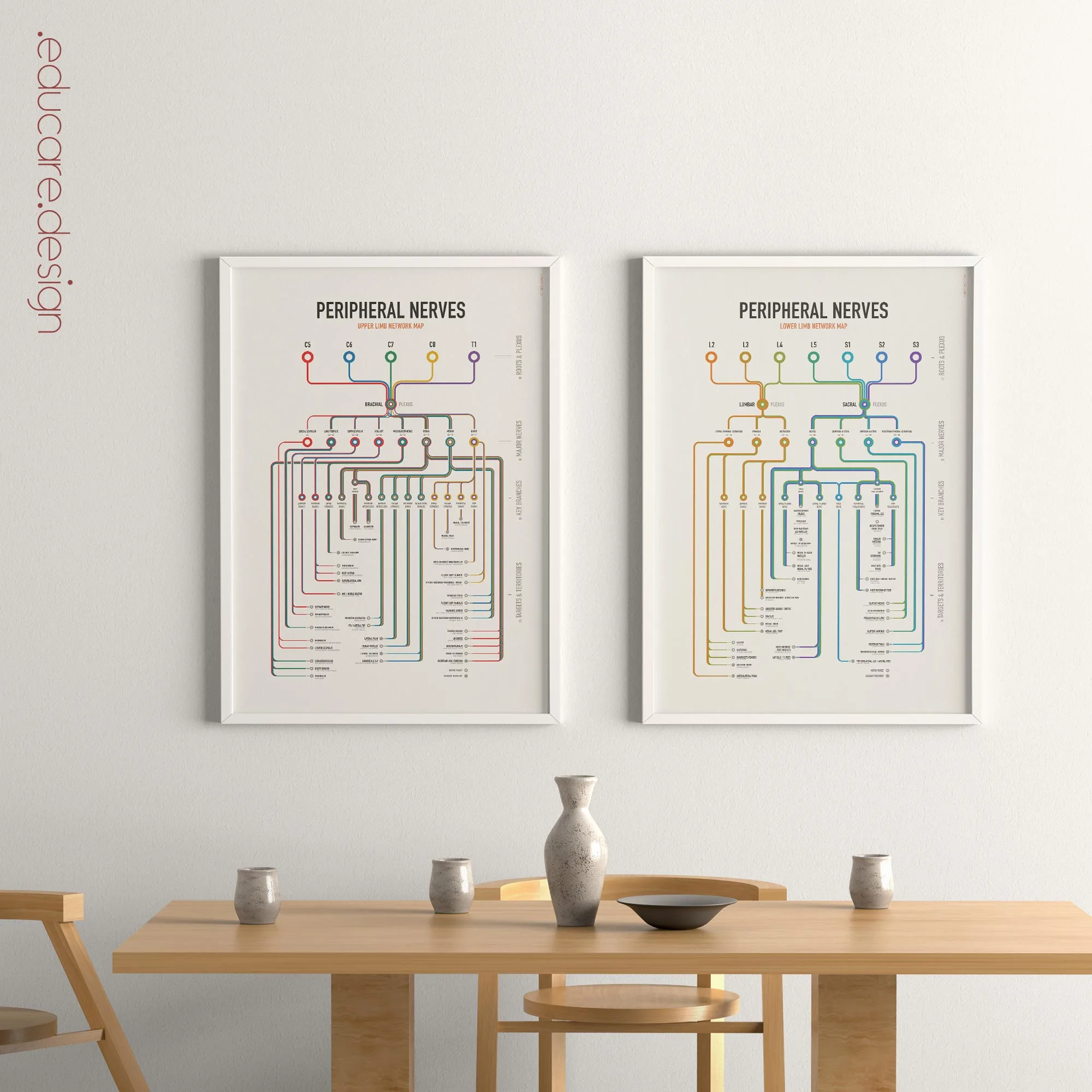 Peripheral Nerves Set