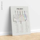 Spinal Nerves Clinical Root Testing anatomy chart for clinics