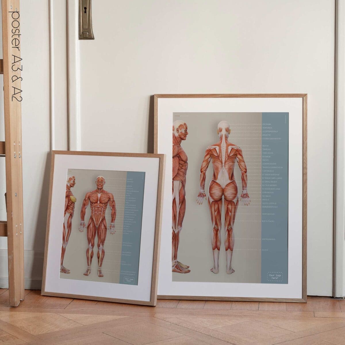 Save 25% on our Muscular System Set